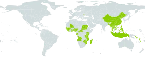 Diospyros ferrea world distribution map, present in Angola, Benin, Bangladesh, Central African Republic, China, Gabon, Ghana, Guinea, Guinea-Bissau, Indonesia, Kenya, Lao People's Democratic Republic, Liberia, Moldova (Republic of), Madagascar, Mali, Myanmar, Mozambique, Nigeria, Philippines, Sudan, Senegal, Solomon Islands, Sierra Leone, Thailand, Taiwan, Province of China, Tanzania, United Republic of, United States of America, Viet Nam, Vanuatu, and Zimbabwe