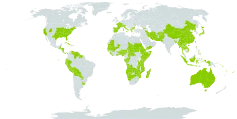 Diospyros world distribution map, present in Afghanistan, Angola, Åland Islands, Albania, Andorra, Australia, Benin, Burkina Faso, Bangladesh, Bulgaria, Bahamas, Belize, Bermuda, Bolivia (Plurinational State of), Botswana, Central African Republic, Switzerland, China, Congo, Comoros, Cabo Verde, Costa Rica, Cuba, Dominica, Ecuador, Eritrea, Spain, Ethiopia, Fiji, France, Gabon, Georgia, Ghana, Guinea, Gambia, Guinea-Bissau, Greece, Guatemala, Guyana, Honduras, Haiti, Indonesia, Iran (Islamic Republic of), Italy, Jamaica, Japan, Kenya, Lao People's Democratic Republic, Liberia, Lesotho, Moldova (Republic of), Madagascar, Mali, Myanmar, Mozambique, Mauritania, Mauritius, Namibia, Nigeria, Nicaragua, Nepal, Pakistan, Panama, Peru, Philippines, Palau, Puerto Rico, Korea (Democratic People's Republic of), Paraguay, Réunion, Rwanda, Sudan, Senegal, Solomon Islands, Sierra Leone, Somalia, Suriname, eSwatini, Seychelles, Turks and Caicos Islands, Chad, Togo, Thailand, Tonga, Taiwan, Province of China, Tanzania, United Republic of, Uganda, Uruguay, United States of America, Venezuela (Bolivarian Republic of), Viet Nam, Vanuatu, Wallis and Futuna, Samoa, Yemen, Zambia, and Zimbabwe