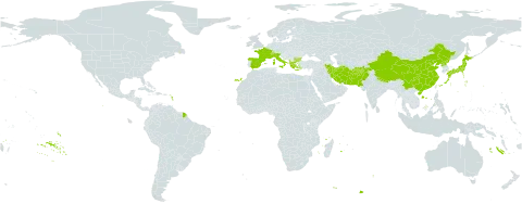 Diospyros lotus world distribution map, present in Afghanistan, Albania, Bulgaria, Switzerland, China, Spain, France, Greece, Iran (Islamic Republic of), Italy, Japan, Nepal, Pakistan, Korea (Democratic People's Republic of), and Turks and Caicos Islands