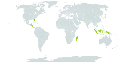 Diospyros nigra world distribution map, present in Belize, Costa Rica, Guatemala, Honduras, Indonesia, Madagascar, Nicaragua, Panama, and United States of America