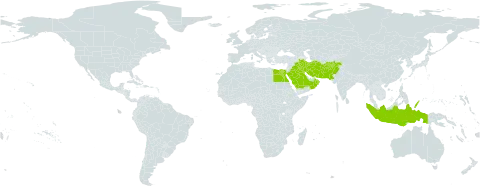 Dipcadi erythraeum world distribution map, present in Afghanistan, Egypt, Indonesia, Iran (Islamic Republic of), Iraq, Kuwait, Oman, Pakistan, Palau, Saudi Arabia, and Singapore