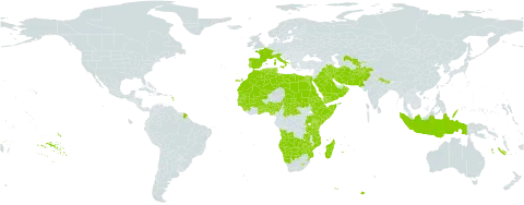 Dipcadi world distribution map, present in Afghanistan, Angola, Benin, Burkina Faso, Botswana, Central African Republic, Djibouti, Algeria, Egypt, Eritrea, Spain, Ethiopia, France, Ghana, Guinea, Gambia, Guinea-Bissau, Indonesia, Iran (Islamic Republic of), Iraq, Italy, Kenya, Kuwait, Libya, Lesotho, Morocco, Madagascar, Mali, Mozambique, Mauritania, Namibia, Nigeria, Nepal, Oman, Pakistan, Palau, Portugal, Rwanda, Saudi Arabia, Sudan, Senegal, Singapore, Sierra Leone, Somalia, eSwatini, Chad, Togo, Tunisia, Tanzania, United Republic of, Uganda, Uzbekistan, Yemen, Zambia, and Zimbabwe