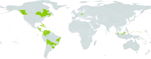 Diplachne fusca subsp. fascicularis world distribution map, present in Åland Islands, Bahamas, Belize, Bolivia (Plurinational State of), Brazil, Canada, Colombia, Costa Rica, Cuba, Cayman Islands, Czech Republic, Dominica, Micronesia (Federated States of), Honduras, Haiti, Jamaica, Malaysia, Nicaragua, Puerto Rico, Paraguay, and Venezuela (Bolivarian Republic of)