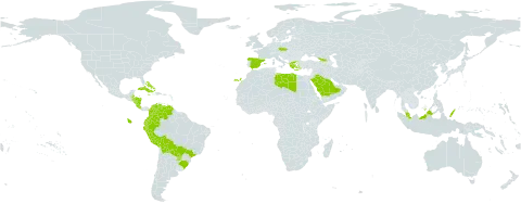 Diplachne fusca subsp. uninervia world distribution map, present in Åland Islands, Bahamas, Belize, Bolivia (Plurinational State of), Brazil, Colombia, Costa Rica, Cuba, Czech Republic, Ecuador, Spain, Georgia, Greece, Honduras, Jamaica, Libya, Malaysia, Nicaragua, Peru, Palau, Puerto Rico, Paraguay, Saudi Arabia, and Venezuela (Bolivarian Republic of)