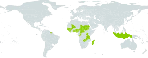 Diplacrum africanum world distribution map, present in Benin, Central African Republic, Congo, Ghana, Guinea, Guinea-Bissau, Indonesia, Liberia, Madagascar, Mali, Nigeria, Sudan, Senegal, Sierra Leone, Suriname, Chad, Togo, Tanzania, United Republic of, Uganda, and Zambia
