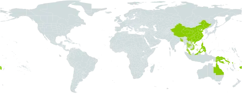 Diplopterygium longissimum world distribution map, present in Australia, Bangladesh, China, Fiji, Indonesia, Malaysia, Philippines, Papua New Guinea, Solomon Islands, Thailand, and Viet Nam