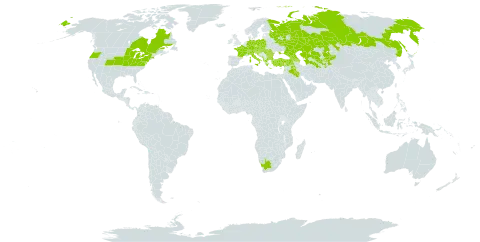 Dipsacus laciniatus world distribution map, present in Afghanistan, Albania, Armenia, Austria, Azerbaijan, Bulgaria, Bosnia and Herzegovina, Canada, Switzerland, Czech Republic, Germany, France, Georgia, Greece, Croatia, Hungary, Iraq, Israel, Italy, Kazakhstan, Kyrgyzstan, Lebanon, North Macedonia, Montenegro, Poland, Romania, Russian Federation, Serbia, Slovakia, Slovenia, Tajikistan, Turkmenistan, Turkey, Ukraine, United States of America, Uzbekistan, and South Africa