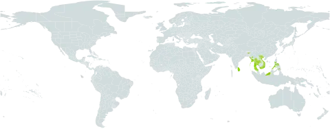 Dipterocarpus grandiflorus world distribution map, present in Botswana, Indonesia, India, Liechtenstein, Sri Lanka, Myanmar, Malaysia, Philippines, Singapore, Thailand, and Viet Nam