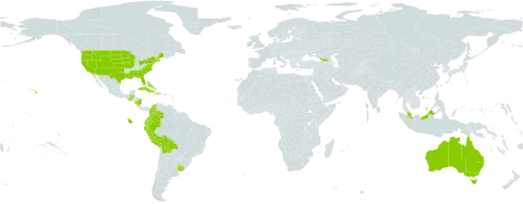Distichlis world distribution map, present in Åland Islands, Australia, Bahamas, Belize, Bolivia (Plurinational State of), Colombia, Cuba, Cayman Islands, Dominica, Ecuador, Georgia, Guatemala, Haiti, Malaysia, Nicaragua, Peru, Uruguay, and United States of America