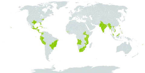 Distimake tuberosus world distribution map, present in Angola, Bahamas, Belize, Bolivia (Plurinational State of), Brazil, Colombia, Costa Rica, Cuba, Algeria, Ecuador, Fiji, Micronesia (Federated States of), Guinea, Guadeloupe, Equatorial Guinea, Guam, Honduras, India, Jamaica, Kenya, Saint Lucia, Sri Lanka, Mexico, Marshall Islands, Myanmar, Northern Mariana Islands, Mozambique, Martinique, Mauritius, Malaysia, Nicaragua, Niue, Panama, Peru, Philippines, Puerto Rico, Réunion, El Salvador, South Sudan, Taiwan, Province of China, Tanzania, United Republic of, Uganda, United States of America, Venezuela (Bolivarian Republic of), Viet Nam, and South Africa
