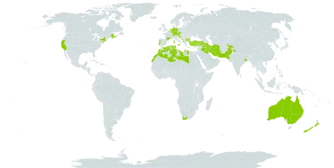 Dittrichia graveolens world distribution map, present in Afghanistan, Albania, Australia, Austria, Belgium, Bulgaria, Bosnia and Herzegovina, Canada, Switzerland, Cyprus, Czech Republic, Germany, Algeria, Spain, France, United Kingdom of Great Britain and Northern Ireland, Greece, Croatia, India, Iran (Islamic Republic of), Iraq, Israel, Italy, Lebanon, Libya, Liechtenstein, Luxembourg, Morocco, North Macedonia, Malta, Montenegro, Netherlands, New Zealand, Pakistan, Portugal, Serbia, Slovenia, Tunisia, Turkey, United States of America, and South Africa