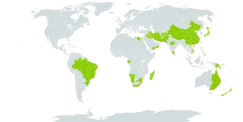 Dodonaea viscosa subsp. angustifolia world distribution map, present in Afghanistan, American Samoa, Australia, Brazil, Bhutan, China, Algeria, Egypt, Gabon, Indonesia, India, Iran (Islamic Republic of), Iraq, Jamaica, Japan, Saint Lucia, Sri Lanka, Madagascar, Namibia, New Zealand, Oman, Pakistan, Philippines, Papua New Guinea, Saudi Arabia, eSwatini, Viet Nam, Yemen, and South Africa