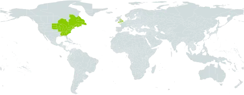 Doellingeria umbellata world distribution map, present in Canada, France, United Kingdom of Great Britain and Northern Ireland, Saint Pierre and Miquelon, and United States of America