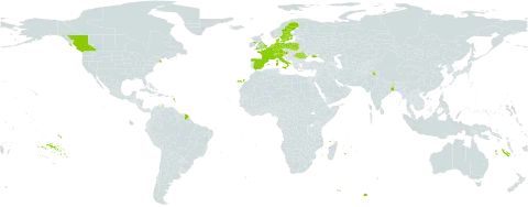 Doronicum pardalianches world distribution map, present in Andorra, Austria, Belgium, Canada, Switzerland, Germany, Denmark, Spain, France, United Kingdom of Great Britain and Northern Ireland, India, Italy, Netherlands, Poland, Romania, Sweden, Ukraine, and United States of America