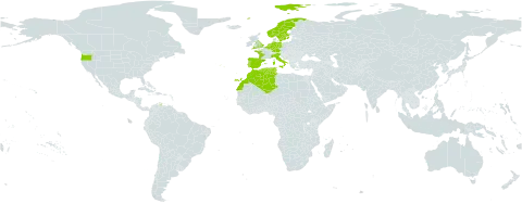 Doronicum plantagineum world distribution map, present in Belgium, Germany, Algeria, Spain, France, United Kingdom of Great Britain and Northern Ireland, Italy, Morocco, Netherlands, Norway, Portugal, Sweden, Tunisia, and United States of America