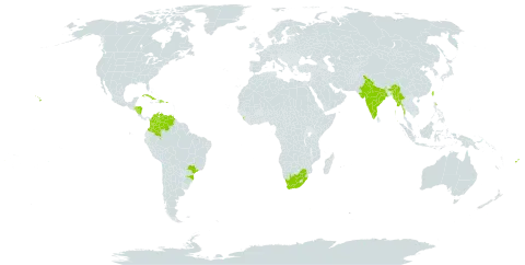 Dovyalis hebecarpa world distribution map, present in Brazil, Cook Islands, Colombia, Cuba, Dominican Republic, Fiji, Guam, Honduras, India, Sri Lanka, Myanmar, Nicaragua, Puerto Rico, Taiwan, Province of China, United States of America, Venezuela (Bolivarian Republic of), and South Africa
