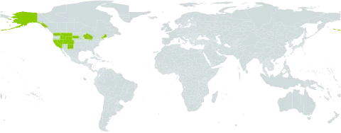 Draba breweri world distribution map, present in United States of America