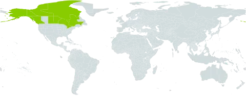 Draba cinerea world distribution map, present in Canada and United States of America