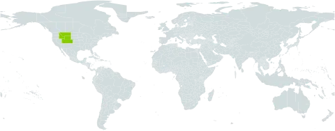 Draba globosa world distribution map, present in United States of America