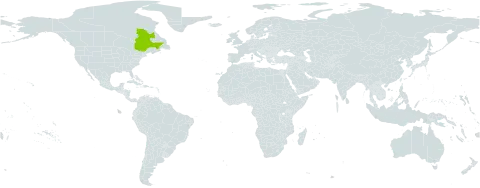 Draba puvirnituqii world distribution map, present in Canada