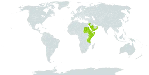 Dracaena hanningtonii world distribution map, present in Djibouti, Eritrea, Ethiopia, Kenya, Oman, Saudi Arabia, Sudan, Somalia, Tanzania, United Republic of, Uganda, and Yemen