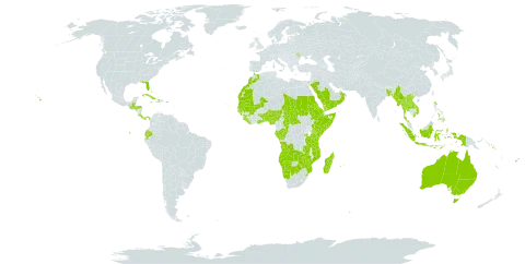 Dracaena world distribution map, present in Angola, Andorra, Australia, Benin, Burkina Faso, Bangladesh, Bahamas, Belize, Bermuda, Botswana, Central African Republic, Congo, Cook Islands, Comoros, Cabo Verde, Costa Rica, Cuba, Cayman Islands, Djibouti, Dominica, Ecuador, Eritrea, Ethiopia, Fiji, Gabon, Ghana, Guinea, Gambia, Guinea-Bissau, Guatemala, Honduras, Haiti, Indonesia, Jamaica, Kenya, Lao People's Democratic Republic, Liberia, Morocco, Moldova (Republic of), Madagascar, Mali, Myanmar, Mozambique, Mauritania, Mauritius, Namibia, Norfolk Island, Nigeria, Nauru, Oman, Panama, Philippines, Puerto Rico, Réunion, Rwanda, Saudi Arabia, Sudan, Senegal, Solomon Islands, Sierra Leone, Somalia, eSwatini, Seychelles, Chad, Togo, Thailand, Tanzania, United Republic of, Uganda, United States of America, Viet Nam, Yemen, Zambia, and Zimbabwe