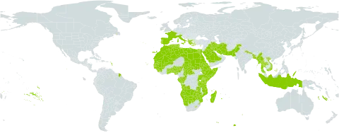 Drimia world distribution map, present in Angola, Albania, Benin, Bangladesh, Botswana, Central African Republic, Congo, Cabo Verde, Cyprus, Djibouti, Algeria, Egypt, Eritrea, Spain, Ethiopia, France, Gabon, Ghana, Guinea, Gambia, Guinea-Bissau, Greece, Indonesia, Iran (Islamic Republic of), Iraq, Italy, Kenya, Libya, Lesotho, Morocco, Madagascar, Mali, Myanmar, Mozambique, Mauritania, Namibia, Nigeria, Nepal, Pakistan, Palau, Portugal, Rwanda, Saudi Arabia, Sudan, Senegal, Singapore, Sierra Leone, Somalia, eSwatini, Turks and Caicos Islands, Chad, Togo, Thailand, Tunisia, Tanzania, United Republic of, Uganda, Viet Nam, Zambia, and Zimbabwe