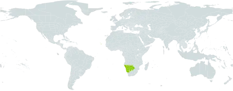 Drimia sanguinea world distribution map, present in Botswana, Cabo Verde, and Namibia