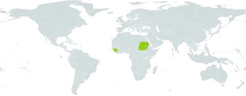 Drimia sudanica world distribution map, present in Guinea, Sudan, and Sierra Leone
