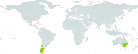 Drimys winteri world distribution map, present in Argentina, Australia, Chile, Costa Rica, Uruguay, and Venezuela (Bolivarian Republic of)