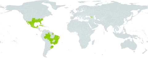 Drosera brevifolia world distribution map, present in Belize, Brazil, Cuba, Georgia, Mexico, Puerto Rico, Uruguay, and United States of America