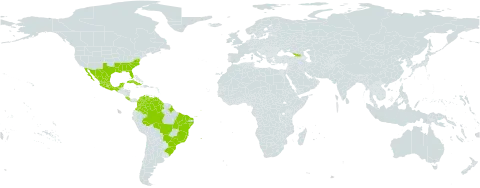 Drosera capillaris world distribution map, present in Brazil, Colombia, Costa Rica, Cuba, Georgia, French Guiana, Guyana, Mexico, Puerto Rico, United States of America, and Venezuela (Bolivarian Republic of)