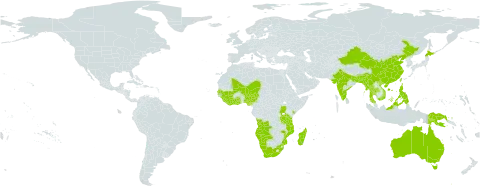 Drosera indica world distribution map, present in Angola, Australia, Bangladesh, Brunei Darussalam, Bhutan, Botswana, China, Côte d'Ivoire, Ghana, Guinea, Gambia, Hong Kong, Indonesia, India, Japan, Kenya, Liberia, Sri Lanka, Macao, Madagascar, Mali, Myanmar, Mozambique, Malaysia, Namibia, Niger, Nigeria, Philippines, Papua New Guinea, Senegal, Singapore, Sierra Leone, Thailand, Taiwan, Province of China, Tanzania, United Republic of, Uganda, Viet Nam, and South Africa