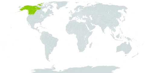 Dryas drummondii var. tomentosa world distribution map, present in Canada and United States of America