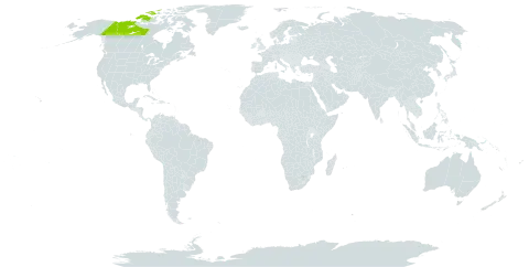 Dryas incisa world distribution map, present in Canada