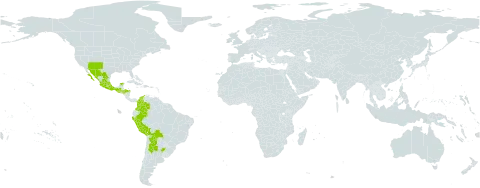 Drymaria glandulosa world distribution map, present in Argentina, Bolivia (Plurinational State of), Colombia, Guatemala, Honduras, Mexico, Peru, and United States of America
