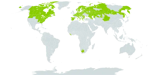 Dryopteris carthusiana world distribution map, present in Albania, Armenia, Austria, Azerbaijan, Belgium, Bulgaria, Bosnia and Herzegovina, Belarus, Canada, Switzerland, China, Czech Republic, Germany, Denmark, Spain, Estonia, Finland, France, United Kingdom of Great Britain and Northern Ireland, Georgia, Greece, Croatia, Hungary, Italy, Kazakhstan, Liberia, Liechtenstein, Lithuania, Luxembourg, Latvia, North Macedonia, Montenegro, Netherlands, Norway, Poland, Romania, Russian Federation, Saint Pierre and Miquelon, Serbia, Slovakia, Slovenia, Sweden, Turkey, Ukraine, United States of America, and South Africa