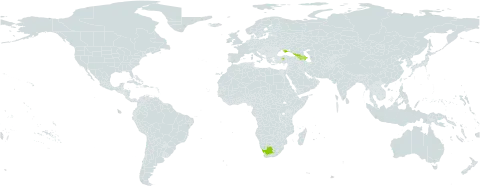 Dryopteris caucasica world distribution map, present in Armenia, Azerbaijan, Georgia, Turkey, Ukraine, and South Africa