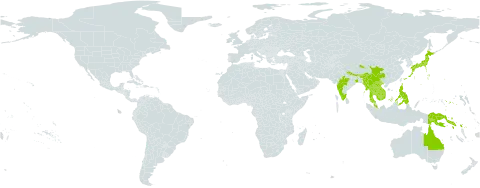 Dryopteris sparsa subsp. rectipinnula world distribution map, present in Australia, Bhutan, China, Micronesia (Federated States of), Indonesia, India, Japan, Cambodia, Lao People's Democratic Republic, Myanmar, Malaysia, Nepal, Philippines, Papua New Guinea, Solomon Islands, Thailand, and Viet Nam