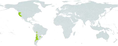 Dysphania chilensis world distribution map, present in Argentina, Bolivia (Plurinational State of), Chile, Uruguay, and United States of America
