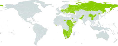 Dysphania schraderiana world distribution map, present in Angola, Belarus, Botswana, China, Germany, Eritrea, Estonia, Ethiopia, Croatia, Hungary, Kenya, Liberia, Lesotho, Latvia, Mozambique, Namibia, Pakistan, Poland, Romania, Russian Federation, Saudi Arabia, Sudan, South Sudan, Slovakia, Chad, Tanzania, United Republic of, Uganda, Ukraine, Yemen, South Africa, Zambia, and Zimbabwe