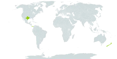 Echeveria world distribution map, present in New Zealand, Panama, and United States of America