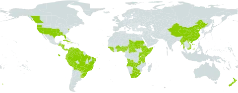 Echinochloa crus-pavonis world distribution map, present in Angola, Åland Islands, Andorra, Benin, Burkina Faso, Belize, Bermuda, Bolivia (Plurinational State of), Brazil, Botswana, Central African Republic, Canada, China, Colombia, Costa Rica, Cuba, Dominica, Ecuador, Ethiopia, Ghana, Guinea, Guinea-Bissau, Guatemala, Guyana, Honduras, Haiti, Jamaica, Kenya, Liberia, Myanmar, Nigeria, Nicaragua, New Zealand, Panama, Peru, Puerto Rico, Paraguay, Rwanda, Sudan, Sierra Leone, Somalia, Suriname, Chad, Togo, Tanzania, United Republic of, Uganda, Uruguay, United States of America, Venezuela (Bolivarian Republic of), Viet Nam, South Africa, and Zambia