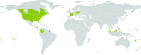 Echinochloa muricata world distribution map, present in Åland Islands, Austria, Canada, Colombia, Czech Republic, France, Micronesia (Federated States of), Georgia, Malaysia, Nicaragua, Poland, and United States of America