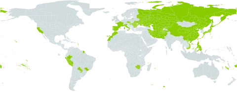 Echinochloa oryzoides world distribution map, present in Afghanistan, Bulgaria, Brazil, China, Czech Republic, Spain, Fiji, France, Hungary, Iran (Islamic Republic of), Italy, Japan, Kazakhstan, Kyrgyzstan, Morocco, Pakistan, Peru, Philippines, Korea (Democratic People's Republic of), Portugal, Paraguay, Romania, Russian Federation, Turks and Caicos Islands, Turkmenistan, Taiwan, Province of China, Ukraine, United States of America, Uzbekistan, Viet Nam, and Zimbabwe