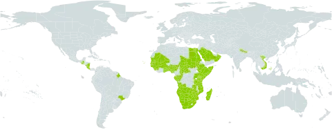 Echinochloa pyramidalis world distribution map, present in Angola, Benin, Burkina Faso, Brazil, Botswana, Central African Republic, Congo, Cabo Verde, Costa Rica, Egypt, Ethiopia, Gabon, Ghana, Guinea, Gambia, Guinea-Bissau, Guatemala, Kenya, Madagascar, Mali, Mozambique, Mauritania, Namibia, Nigeria, Nicaragua, Nepal, Oman, Rwanda, Saudi Arabia, Sudan, Senegal, Sierra Leone, Somalia, eSwatini, Chad, Togo, Tanzania, United Republic of, Uganda, Viet Nam, South Africa, Zambia, and Zimbabwe