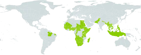 Echinochloa stagnina world distribution map, present in Angola, Andorra, Benin, Burkina Faso, Bangladesh, Brazil, Botswana, Central African Republic, Congo, Egypt, Ethiopia, Ghana, Guinea, Gambia, Guinea-Bissau, Indonesia, Kenya, Lao People's Democratic Republic, Lesotho, Madagascar, Mali, Myanmar, Mauritania, Namibia, Nigeria, Nepal, Pakistan, Philippines, Puerto Rico, Réunion, Rwanda, Sudan, Senegal, Sierra Leone, Somalia, Chad, Togo, Thailand, Tanzania, United Republic of, Uganda, Viet Nam, South Africa, Zambia, and Zimbabwe
