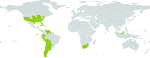 Echinodorus world distribution map, present in Argentina, American Samoa, Bahamas, Bolivia (Plurinational State of), Chile, Cuba, Dominica, Ecuador, Guyana, Haiti, Iceland, Jamaica, Malaysia, Panama, Peru, Puerto Rico, Paraguay, United States of America, Venezuela (Bolivarian Republic of), and South Africa