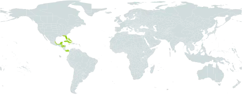 Echites umbellatus world distribution map, present in Antigua and Barbuda, Bahamas, Belize, Colombia, Cuba, Cayman Islands, Honduras, Jamaica, Mexico, Panama, Turks and Caicos Islands, United States Minor Outlying Islands, and United States of America
