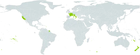 Echium candicans world distribution map, present in France, Italy, New Zealand, Portugal, and United States of America